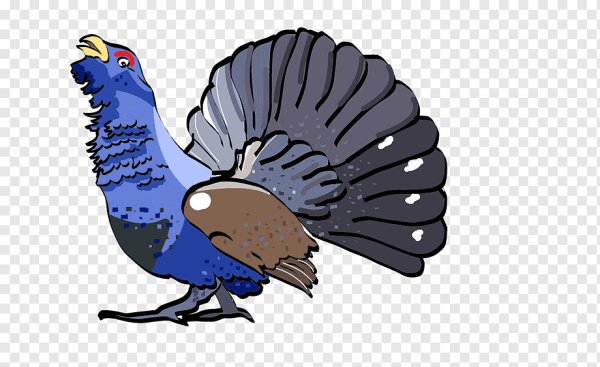 Глухарь птица