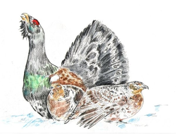 Глухарь рисунок