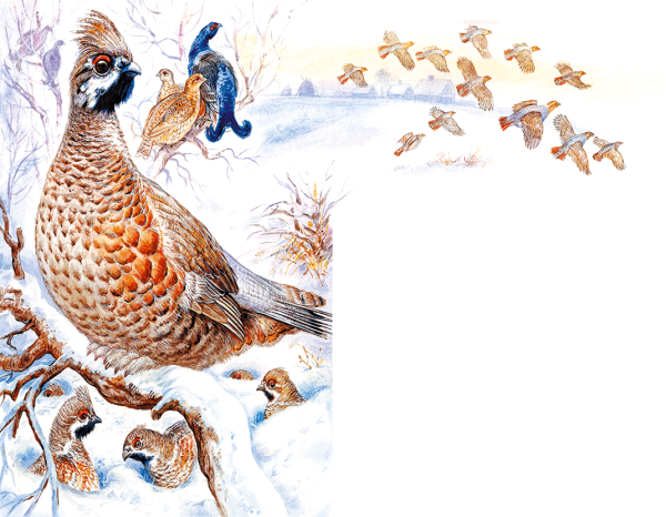 Пришвин птицы под снегом