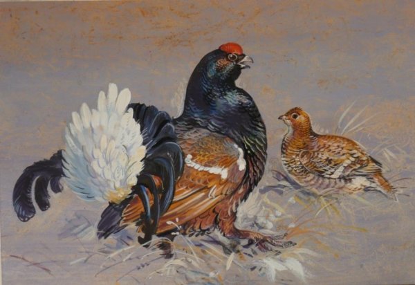 Тетерев Косач картина