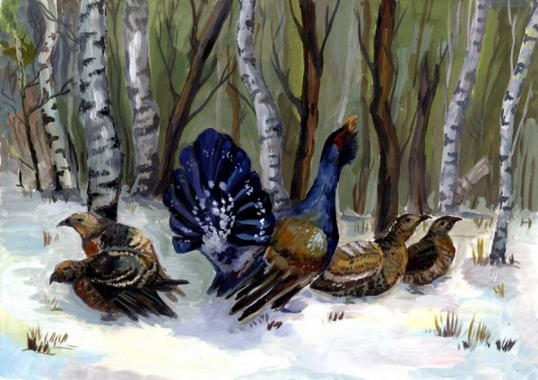 Этюд глухаря тетерева акварелью