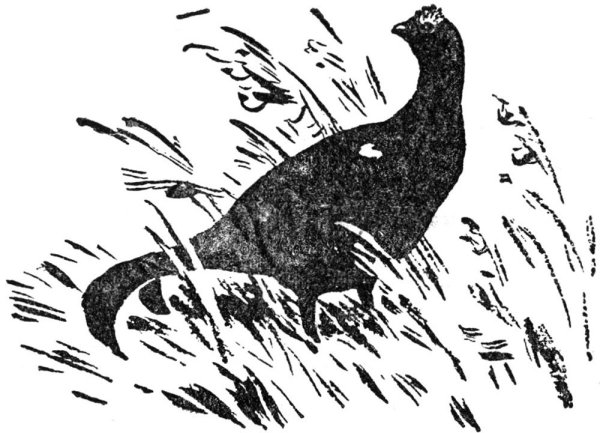 Тетерев Косач раскраска