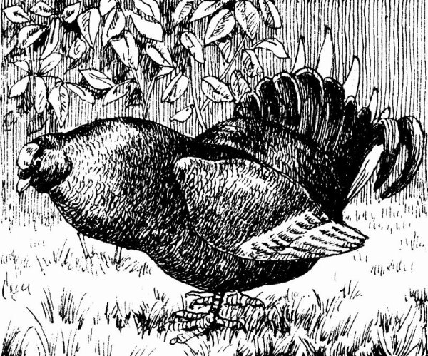 Нарисовать тетерева