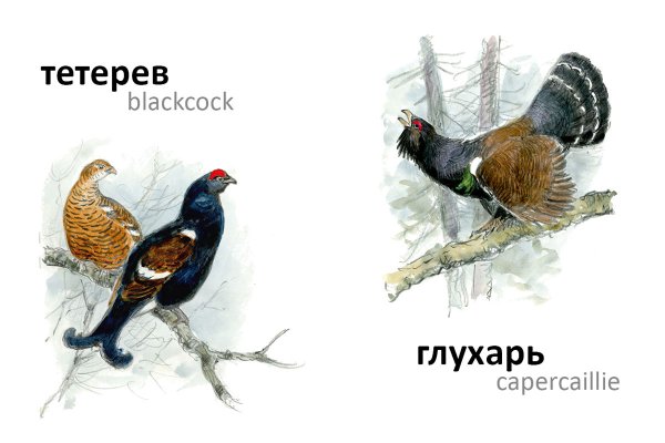 Тетерев и Глухарь отличия