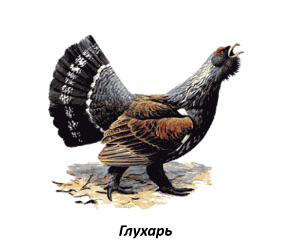 Карточки зимующие птицы Глухарь