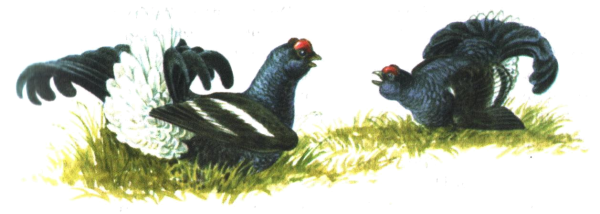 Тетерев птица