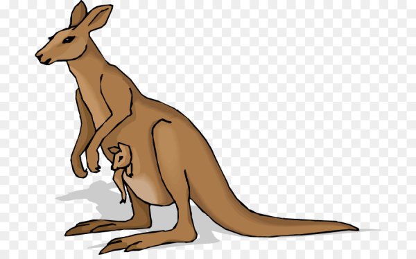Кенгуру рисунок