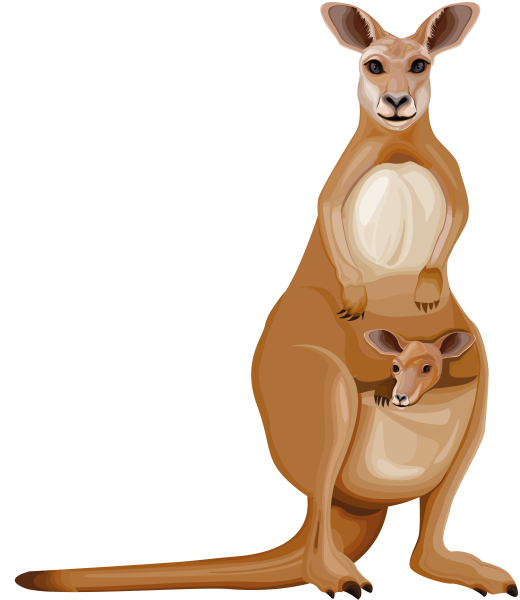 Кенгуру рисунок