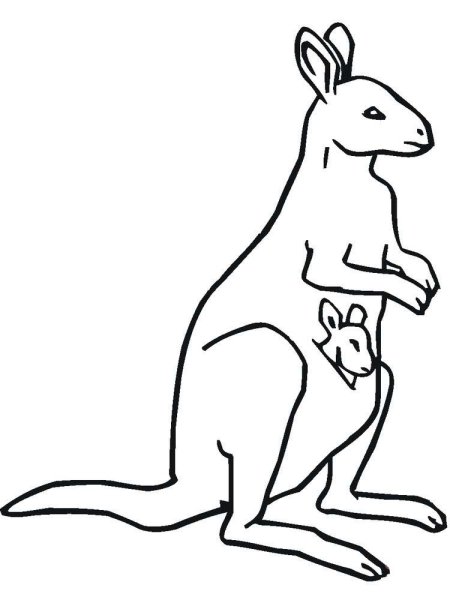 Кенгуру раскраска для малышей