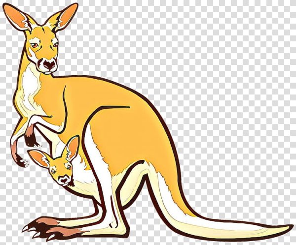 Кенгуру картинка для детей на прозрачном фоне