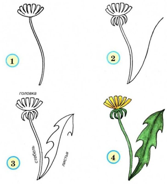 Одуванчик Аянский