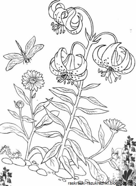 Клевер Луговой листья