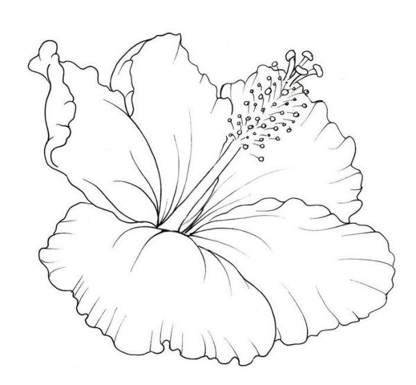 Одуванчик раскраска