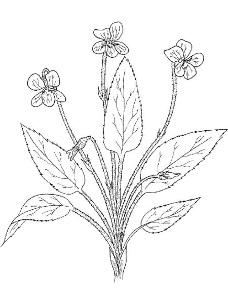 Рисунки растений