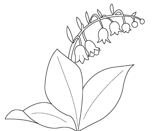 Примула первоцвет раскрасить