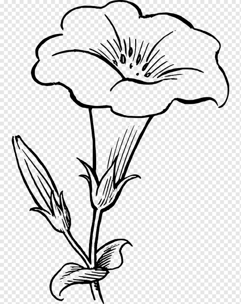 Земляника Лесная части растения