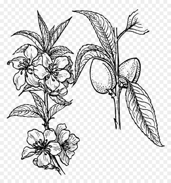 Зарисовки трав и цветов