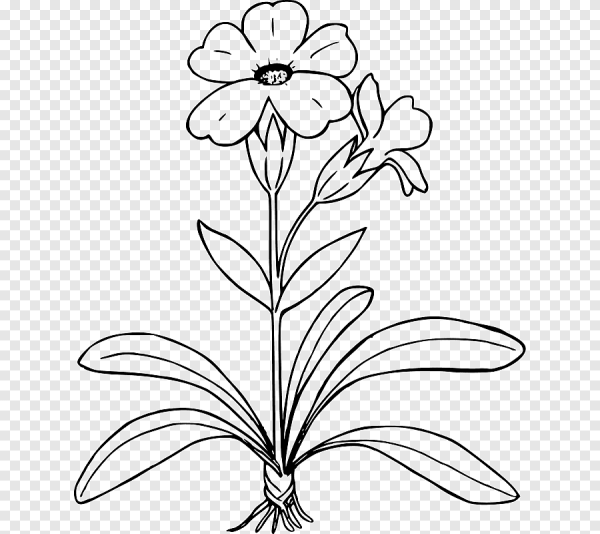 Зарисовки мелких растений