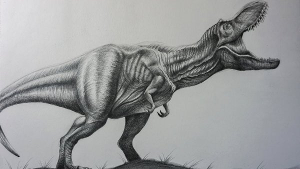 Tyrannosaurus Rex draw Pencil