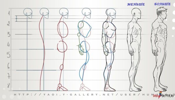 Пропорция человека для рисования сбоку