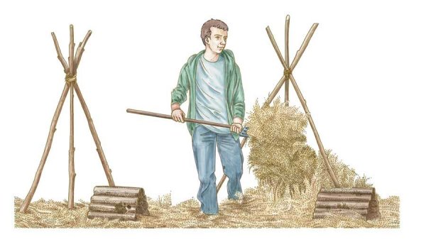 Сено рисунок