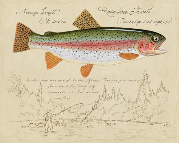 Шуберт форель иллюстрация