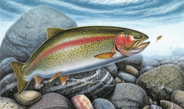 Хозюпино форель