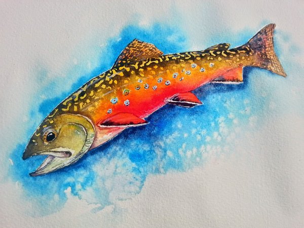 Лосось акварель