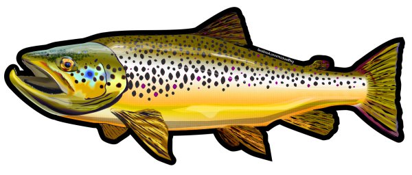 Форель рисунок