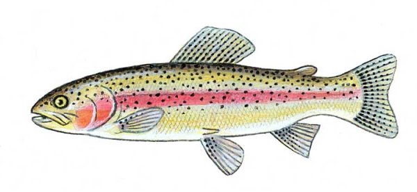 Форель мультяшная