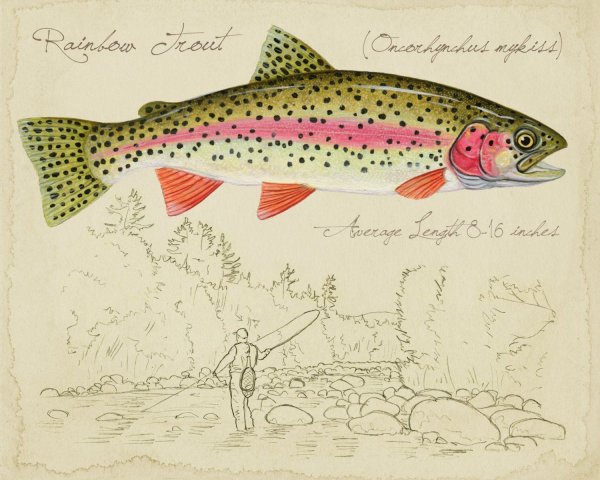 Форель рисунок