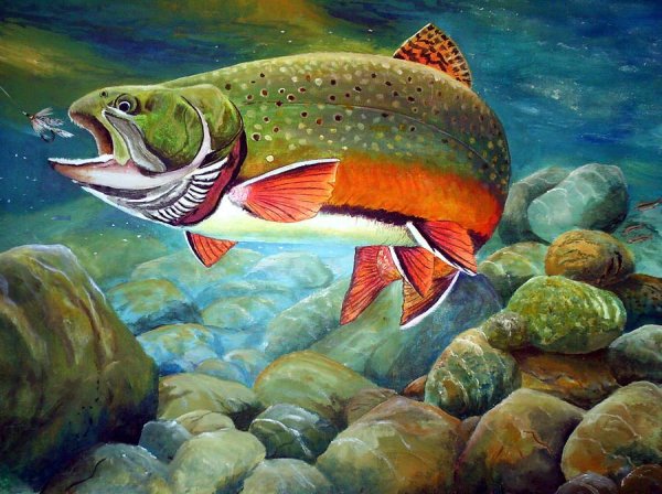 Brook Trout