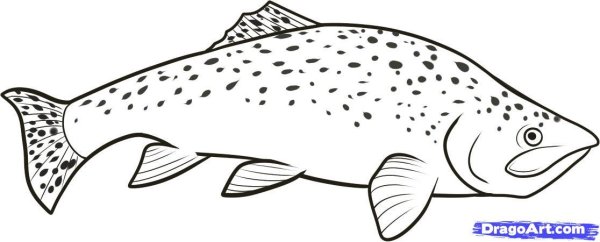 Форель раскраска