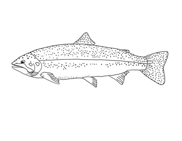 Рыба форель раскраски для детей