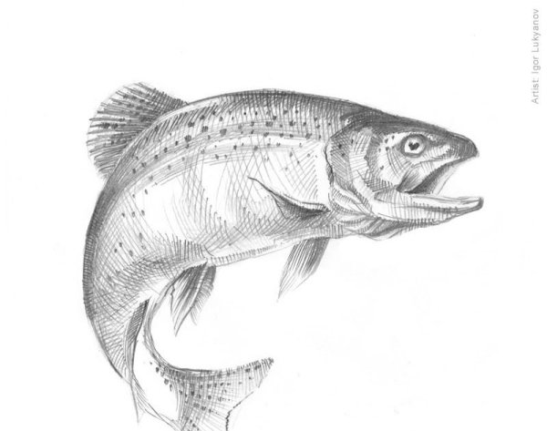 Зарисовки рыб