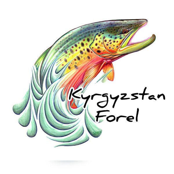 Форель рисунок