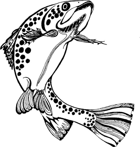 Лосось эскиз