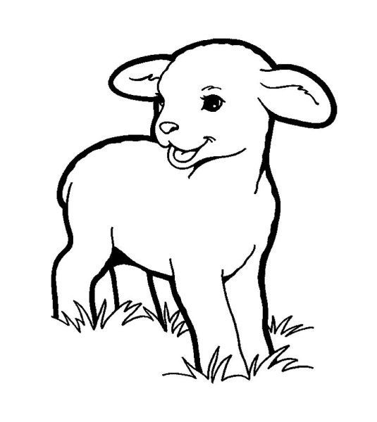 Ягненок раскраска для детей