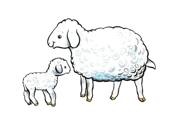 Овечка ягненок для дошкольников