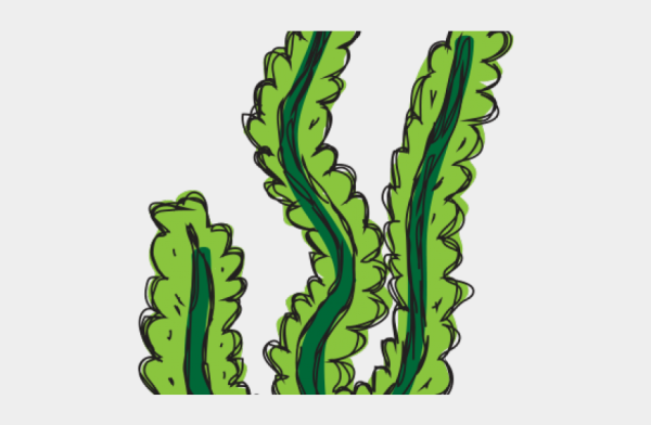 Водоросли для детей