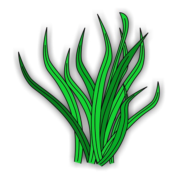 Водоросли для детей