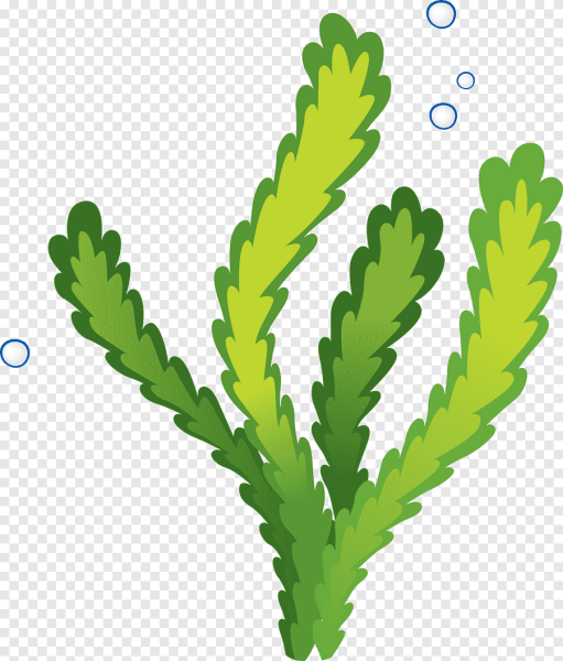 Стилизованные водоросли