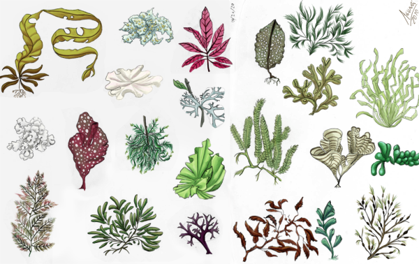 Водоросли картинки