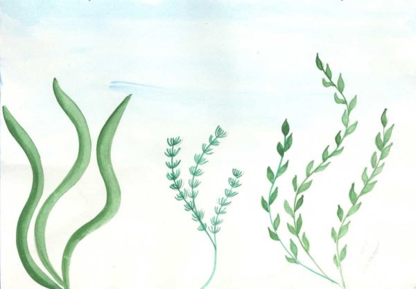 Водоросли для вырезания