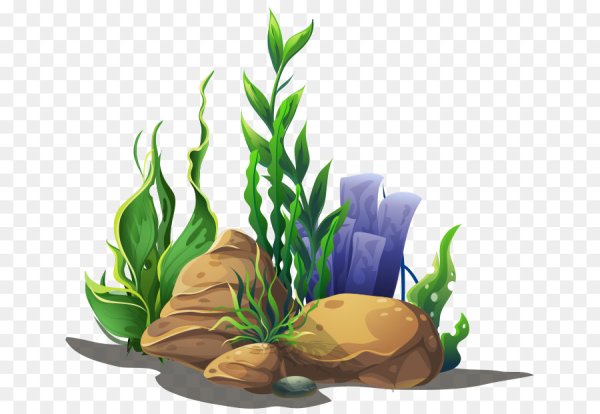 Водоросли для детей