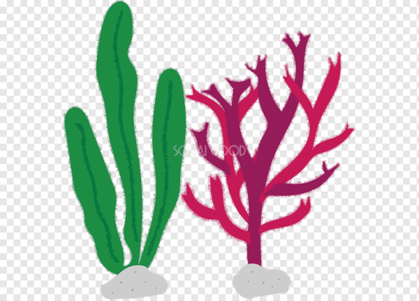 Раскраска морские водоросли