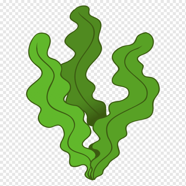 Раскраска морские водоросли