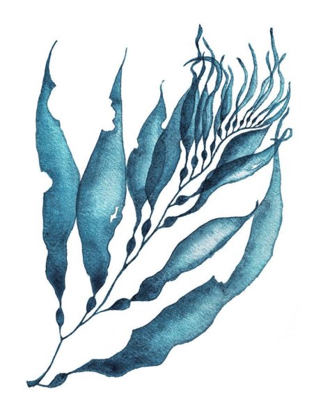 Водоросли рисунок