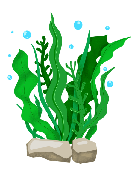 Водоросли для детей