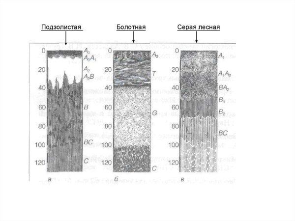 Подзолистые почвы профиль схематический